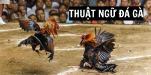 ảnh bìa thuật ngữ đá gà